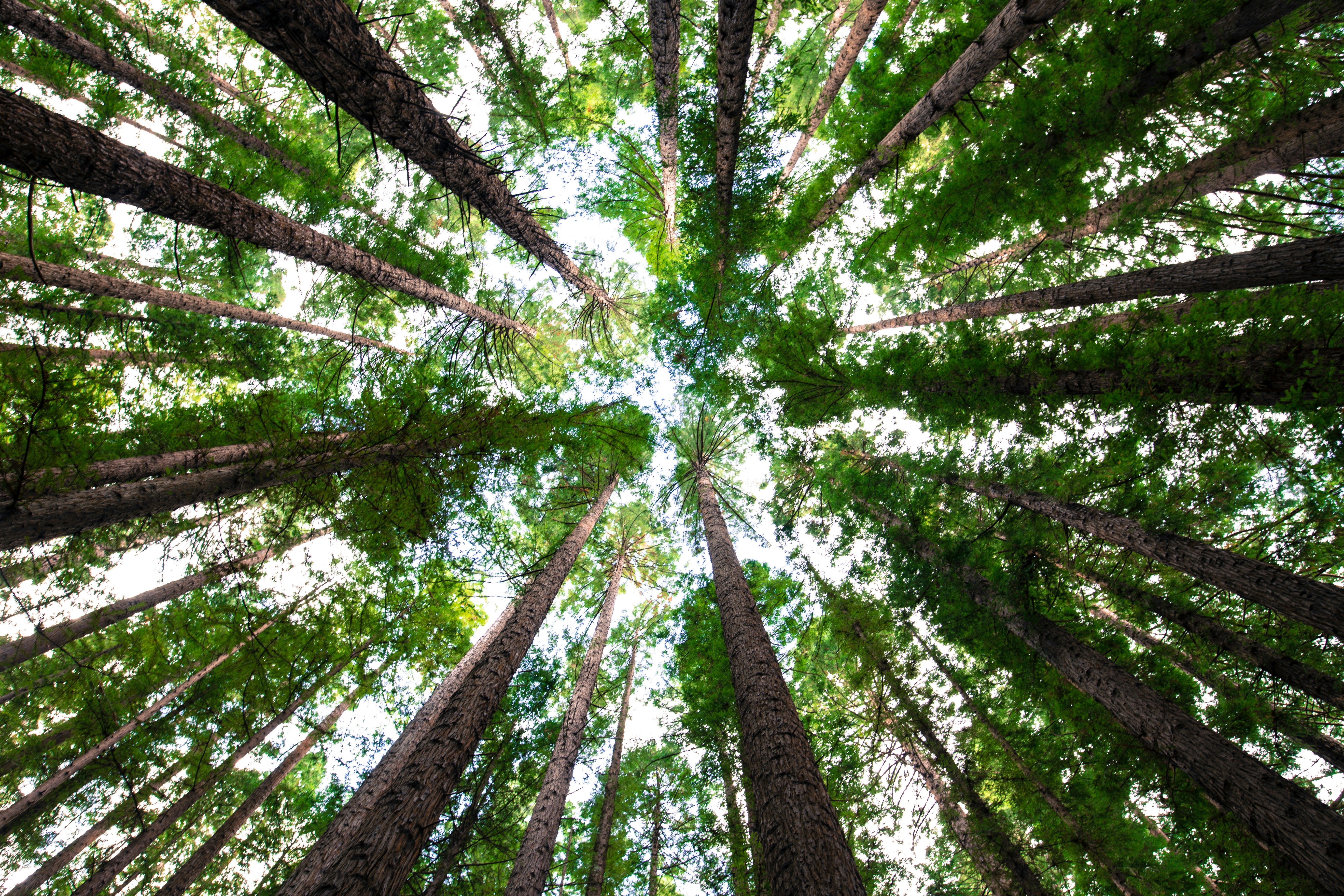 Tara Forest Canopy