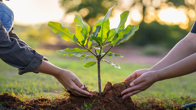 Tree Plantation